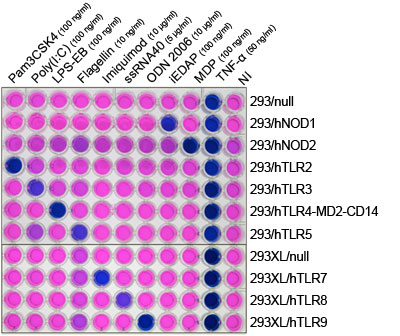 TLR and NOD induction profile in 293 clones