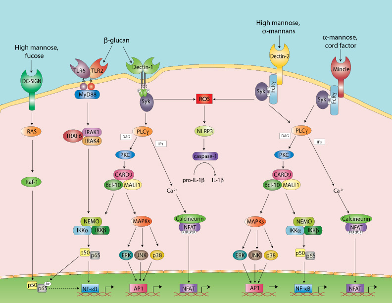 syk signaling