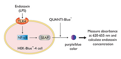 HEK-Blue LPS detection Kit 2