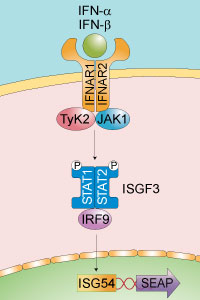 Interferon Receptor