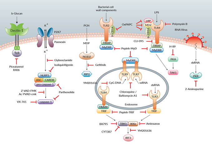 Role Of Pattern Recognition Receptors In Innate Immunity | receptors pattern recognition pattern recognition receptors Role Of Pattern Recognition Receptors In Innate Immunity | receptors pattern recognition pattern recognition receptors