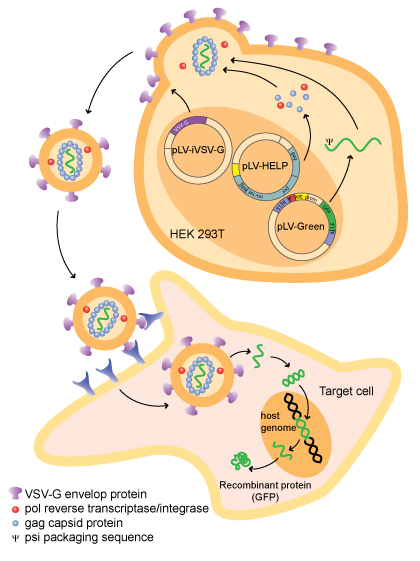 Recombinant Protein Expression