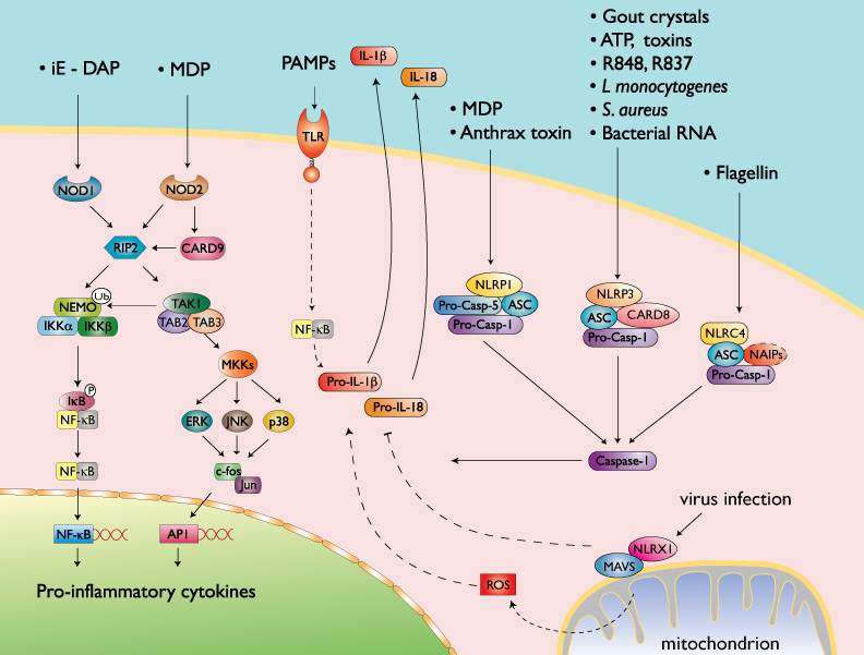 Nlrc4 Inflammasome