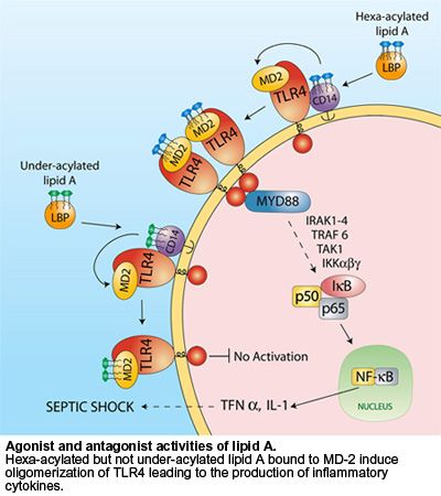 Lps Signalling