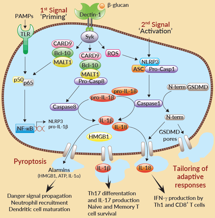 Inflammasomes pathway | InvivoGen