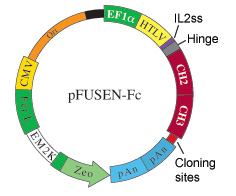 pFUSEN-Fc map