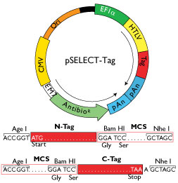 pSELECT-Tag backbone