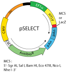 pSELECT backbone