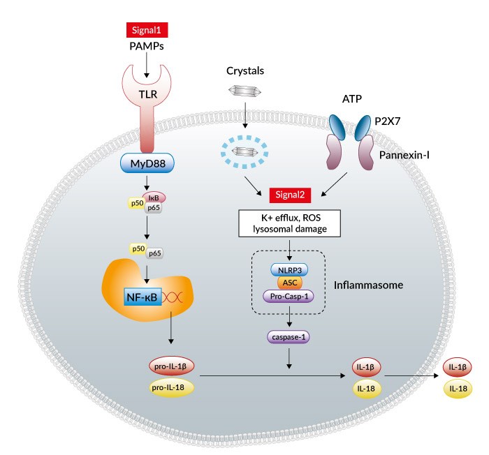 NLRP3 Inflammasome activation