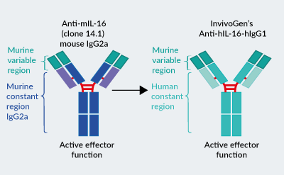 InvivoGen’s engineered Anti-hIL-16-hIgG1 antibody