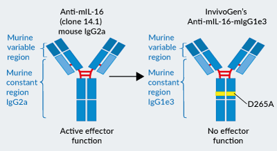 InvivoGen’s engineered Anti-mIL-16-mIgG1e3 antibody