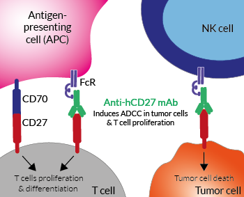 Anti-hCD27 mAb induces ADCC in cancer
