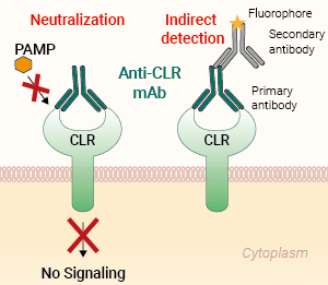 Application of Anti-CLR mAbs