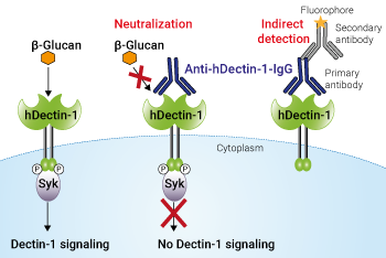 Neutralizing and detection antibody against hDectin-1