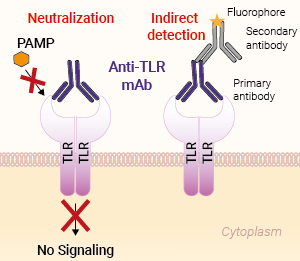 Application of Anti-TLR mAbs