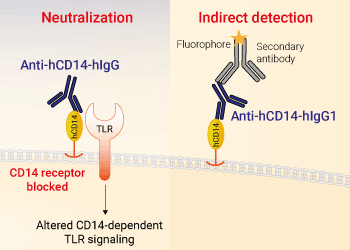 Neutralizing monoclonal antibody against human CD14