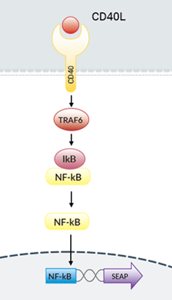 HEK-Blue™ CD40L Cells signaling pathway