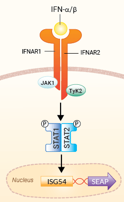 HEK-Blue™ IFN-α/β Cells signaling pathway