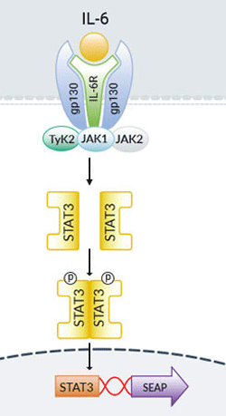 HEK-Blue™ IL-6 Cells signaling pathway
