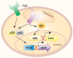 Signaling pathways in HEK-Dual™ TLR cells