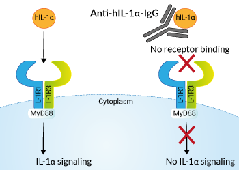 Neutralizing monoclonal antibody against human IL-1α