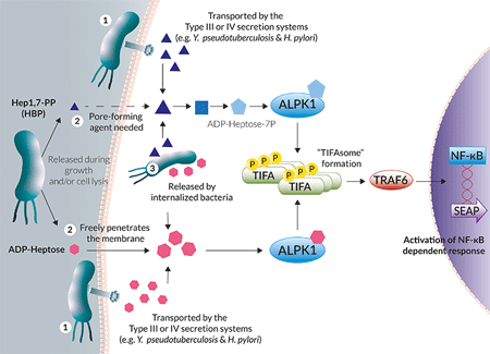 ALPK1-TIFA signaling in HEK-Blue™ Null1-v cells