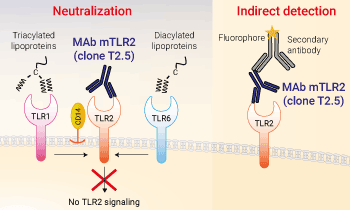 Neutralizing and detection antibody against mTLR2