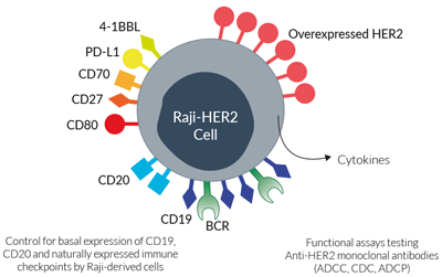 Surface expressed markers in Raji-HER2 cells