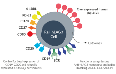 Surface expressed markers and ICs in Raji-hLAG3 cells