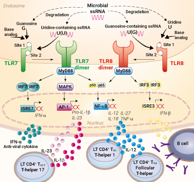 TLR7-TLR8 pathway