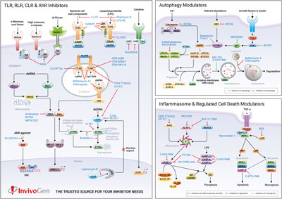 Inhibitor signaling pathways