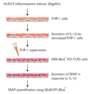 Detection of IL-1beta in THP-1 supernatants