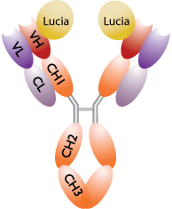 Lucia-tagged antibody produce with pFUSE vectors