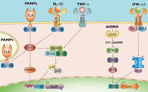 IFNAR2 Pathway