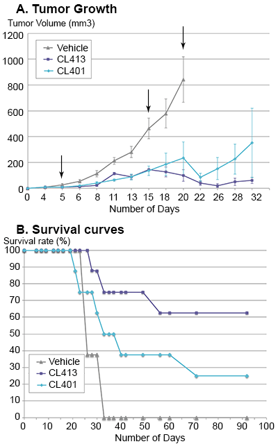 Antitumor effect of CL401 & CL413