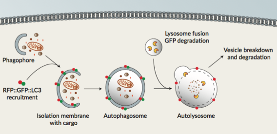 Autophagy