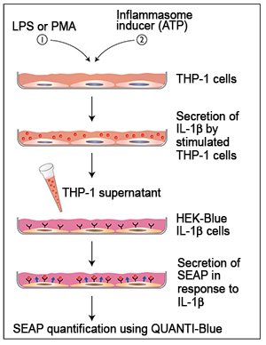 Detection of IL-1beta in THP-1 supernatants