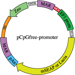 pCpGfree-promoter backbone