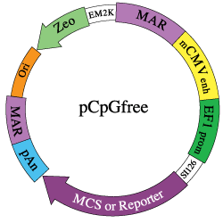 pCpGfree plasmid backbone