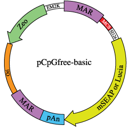 pCpGfree-basic backbone