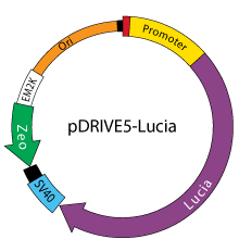 pDRIVE5-lucia map
