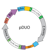 pDUO backbone