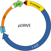 pDRIVE map