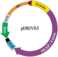 pDRIVE5-SEAP map