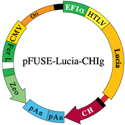 pFUSE-Lucia-CHIg backbone