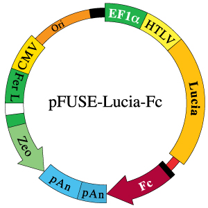 pFUSE-Lucia-Fc map