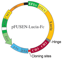 pFUSEN-Lucia-Fc Map