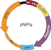 pNiFty Map