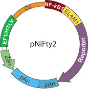 pNiFty2 Map
