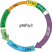 pNiFty3 map